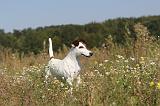 FOX TERRIER POIL LISSE 143